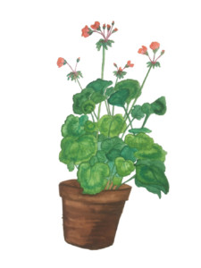 Geranium Painting